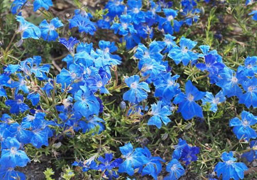 Blooming blue flowers! The electric hued blue native, Lechenaultia biloba.